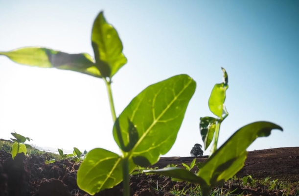 Grønn plante i næringsrik jord