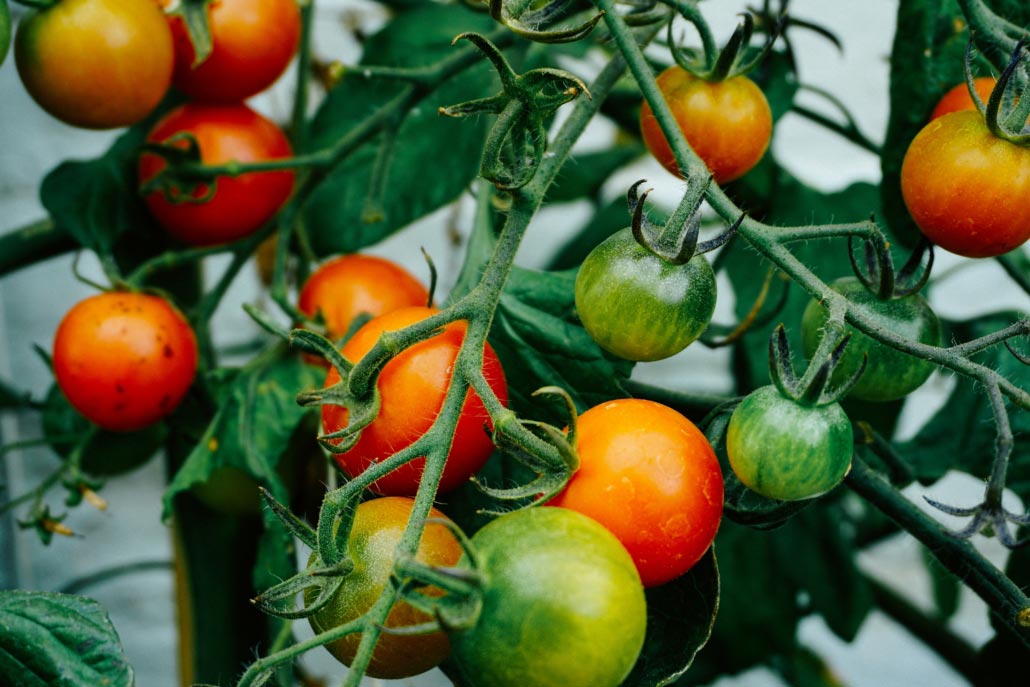 Tomater som er dyrket hjemme